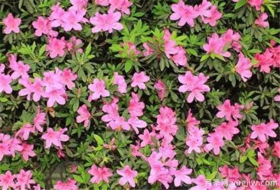 杜鹃花的品种有哪些 简单为大家介绍几种(图5)