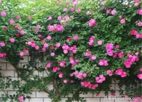 蔷薇花几年能爬满墙 蔷薇花如何修剪(图3)