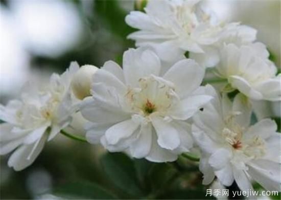 蔷薇花有哪些品种 蔷薇花有哪几种颜色(图9)