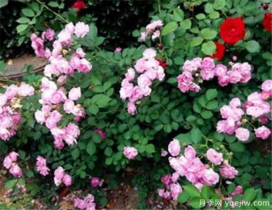 蔷薇花有哪些品种 蔷薇花有哪几种颜色(图1)