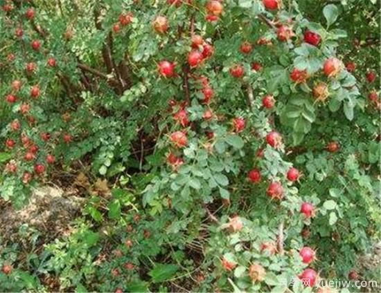 蔷薇花结的果实有用吗 野蔷薇的果实可以吃吗(图3)