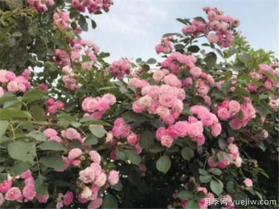 蔷薇花什么时候开 蔷薇的花语和寓意象征(图1)