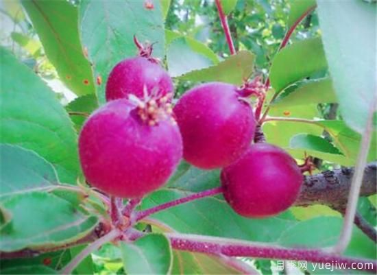 蔷薇花结的果实有用吗 野蔷薇的果实可以吃吗(图2)