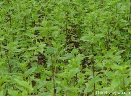 山茱萸苗批发价格 山茱萸的树是什么样子(图2)