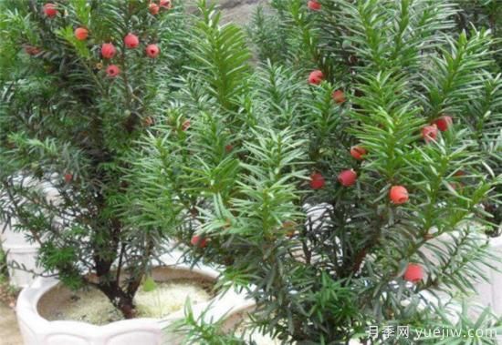 红豆杉花期花语寓意 红豆杉的功效价值有哪些(图2)