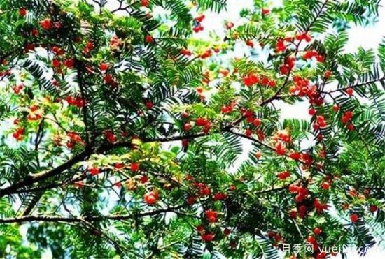 红豆杉种植方法有哪些 红豆杉怎么养比较好(图1)