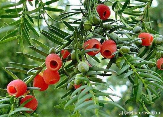 红豆杉近期价格表 10到15公分红豆杉近期报价(图3)