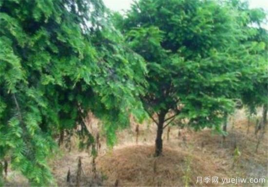 红豆杉近期价格表 10到15公分红豆杉近期报价(图1)