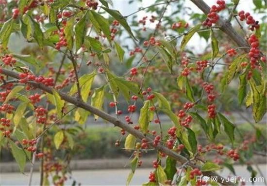 红豆树的功效作用有哪些 浅谈红豆树的价值(图1)