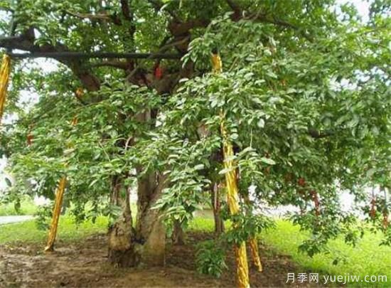 红豆树的功效作用有哪些 浅谈红豆树的价值(图3)