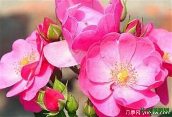 藤本月季哪个品种好 藤蔓月季耐寒吗怎么养(图1)