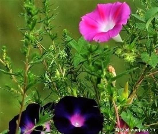 最美丽的花是什么 世界上最诡异漂亮的花(图2)