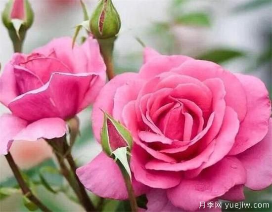 种玫瑰花用什么土壤最合适 种玫瑰用什么花盆(图3)