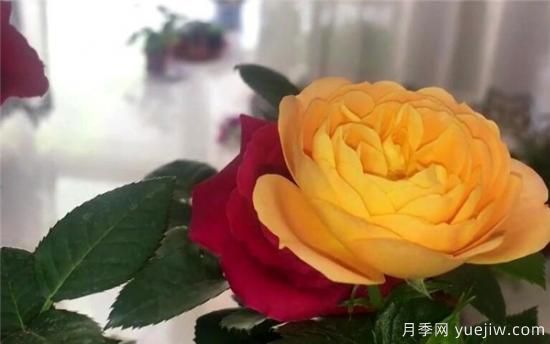 种玫瑰花用什么土壤最合适 种玫瑰用什么花盆(图2)
