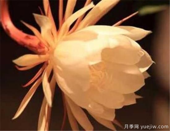 什么花语是想你了 什么花的花语是救赎(图1)