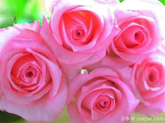 什么花语是想你了 什么花的花语是救赎(图3)