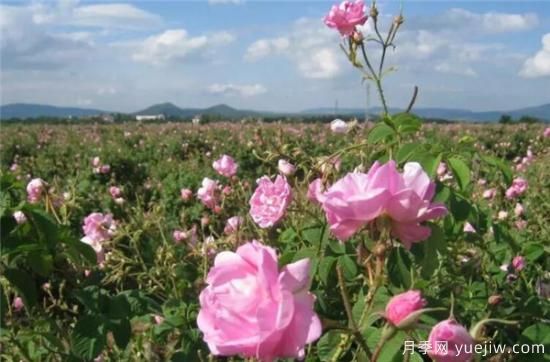 大马士革玫瑰和平阴玫瑰的区别 玫瑰精油能祛斑吗(图3)