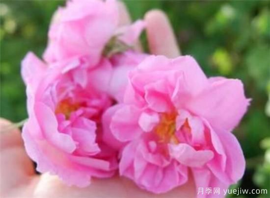 大马士革玫瑰和平阴玫瑰的区别 玫瑰精油能祛斑吗(图1)