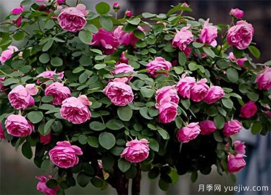 月季花怎么扦插 月季花扦插后如何管理(图2)