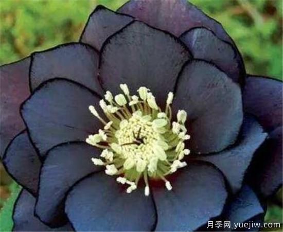 黑色花朵有哪些 世界上第一名最美的花是什么(图2)