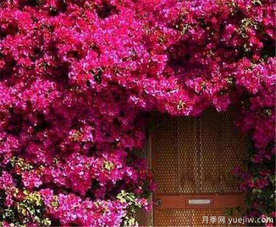 爬墙植物哪些最好养 养爬墙植物注意事项(图3)