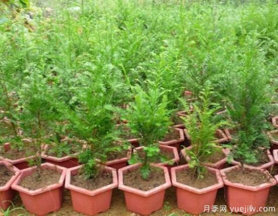 红豆杉施什么肥好，红豆杉施氮、磷、钾肥最好(图1)