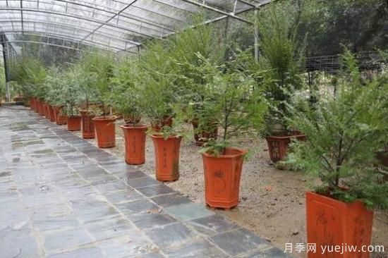 红豆杉施什么肥好，红豆杉施氮、磷、钾肥最好(图7)