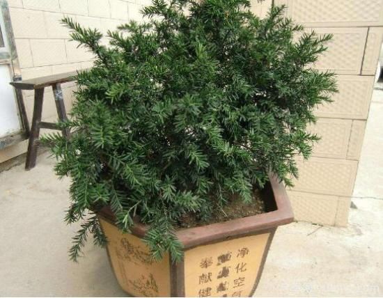 红豆杉施什么肥好，红豆杉施氮、磷、钾肥最好(图3)