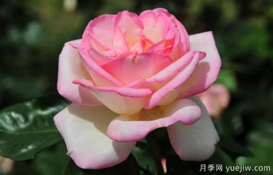 月季叶子发蔫的解决方法(图1)