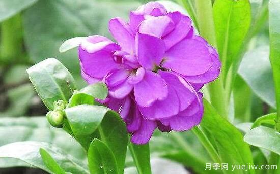 紫罗兰有哪些品种，紫罗兰品种大全(图4)