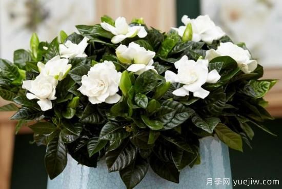 栀子花的花语，栀子花图片大全(图2)