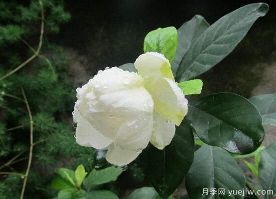 栀子花有哪些品种，栀子花品种图片大全(图4)