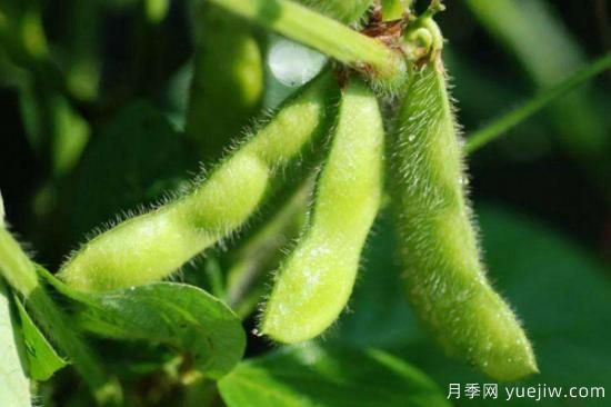 秋天成熟的农作物(图3)