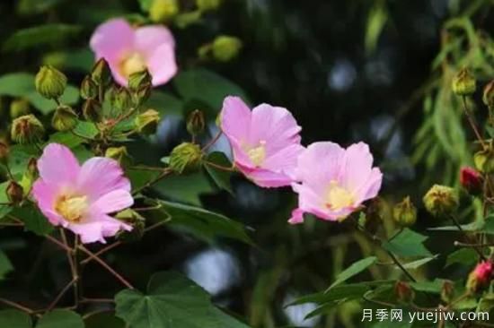 什么花最好养 家里最好养的花卉排名(图2)