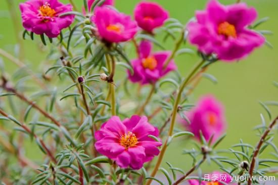 最好养的花 家庭易养活的花卉(图2)