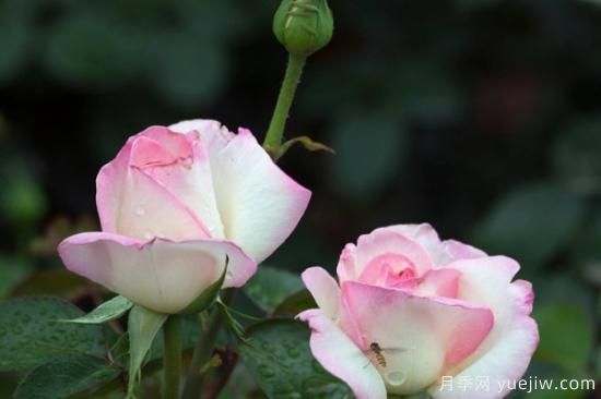 什么花最好养 家里最好养的花卉排名(图3)