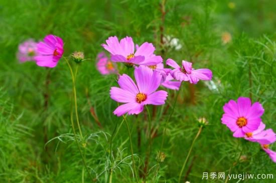 最好养的花 家庭易养活的花卉(图3)