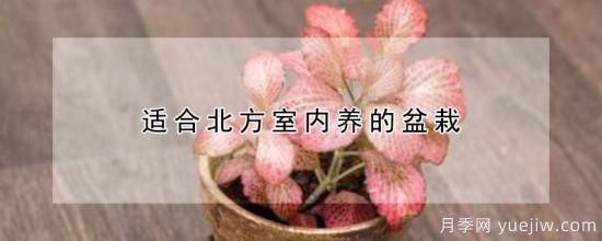 适合北方室内养的盆栽(图1) 适合北方室内养的盆栽(图1)