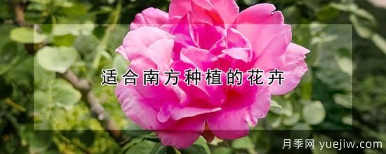 适合南方种植的花卉(图1)