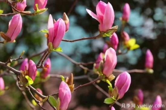 玉兰花是什么季节开的(图3)
