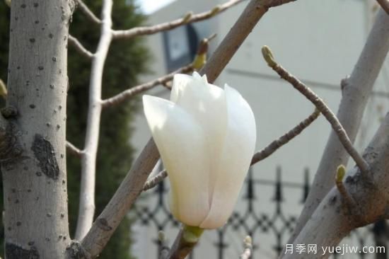 玉兰花是什么季节开的(图2)