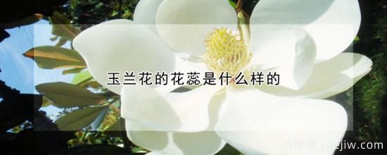 玉兰花的花蕊是什么样的(图1)