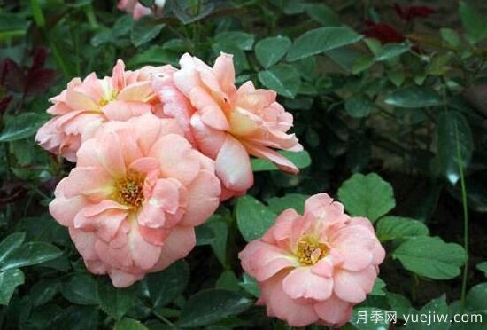 月季花有几种颜色，月季花品种图片大全(图6)