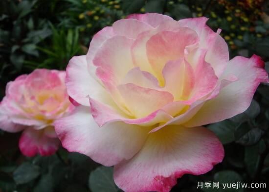 月季花有几种颜色，月季花品种图片大全(图3)