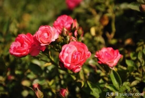 月季花有几种颜色，月季花品种图片大全(图4)