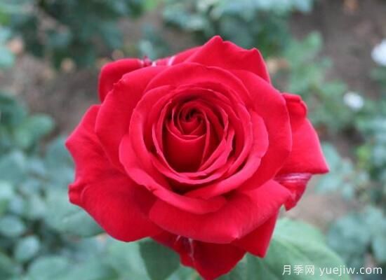 月季花有几种颜色，月季花品种图片大全(图2)