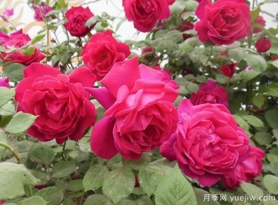 月季花有几种颜色，月季花品种图片大全(图9)