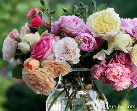 月季花花语大全，不同颜色的月季有着不同的寓意(图2)