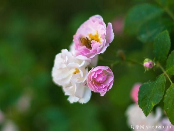 月季花花语大全，不同颜色的月季有着不同的寓意(图4)