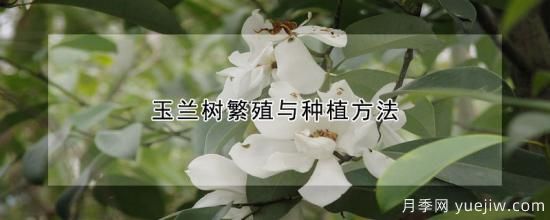 玉兰树繁殖与种植方法(图1)